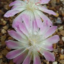 Image result for Montiaceae