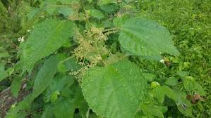 Image result for Boehmeria macrophylla