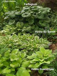 Floriculture as an industry began in the late 19th century in the united kingdom, where flowers were grown on a large scale on the vast estates. Shady Characters You Want In Your Garden East Texas Gardening
