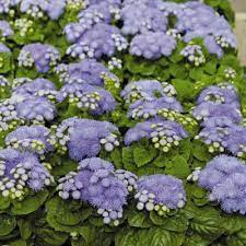 Ageratum Summer Annual Sun Partial Sun Fancy Flowers Organic Gardening Blue Hawaii