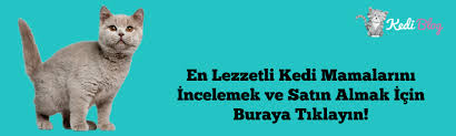 Istahsiz Kedilerin Bile Hayir Diyemeyecegi En Lezzetli 5 Kedi Mamasi Kedi Blog