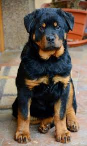 13 Astounding Rottweilers As Gentle Giants And Family Watchdogs Ideas I 2020 Hunderaser Sote Hunder Sote Valper