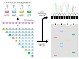Sangers Method Of Gene Sequencing Online Biology Notes