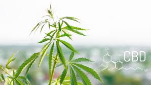The country has light industries, including. Cannabis In Lesotho Gesetze Gebrauch Geschichte Sensi Seeds