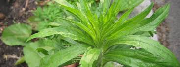 Image result for Conyza