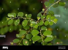 Image result for Phyllanthus tenellus