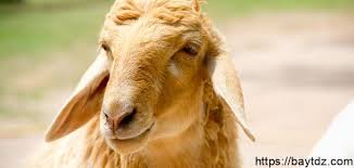 Miniature goats) فمدة الحمل لديه تكون 145. Ø§Ù„Ù…Ø§Ø¹Ø² Ø¨ÙŠØª Dz