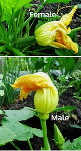 Believe it or not, guys still ask us if they should bring flowers on the first date. How To Tell The Difference Between Male And Female Squash Blossoms
