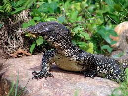 We have a beautiful young pair of black dragon water monitors for sale at the internet's lowest prices. Asian Water Monitor Lizard Varanus Salvator