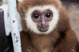 Baby Monkey With Sad Eyes Since Was Hurt And Left By His Mother Stock Photo Picture And Royalty Free Image Image 22693933
