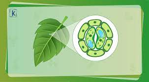 Plant cell definition in ncert. What Is A Plant Cell Definition Diagram And Structure