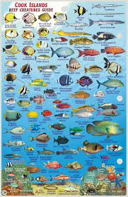 Cook Islands Dive Map Coral Reef Creatures Guide Franko