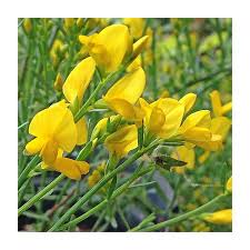 Image result for Genista
