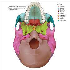 Maxillary Bones - Head and Neck Anatomy: Part I – Bony Structures -  Dentalcare
