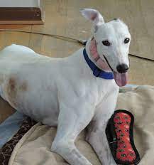 We did not find results for: Greyhound Pet Adoption Maryland The Y Guide