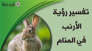 تفسير رؤية الأرنب في المنام المعنى الدقيق لحلم الارنب ارب حظ