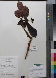 Image result for Psychotria sublyrata