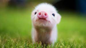 Quel est ton animal de la ferme préféré? Les Animaux De La Ferme Et Leurs Petits Youtube