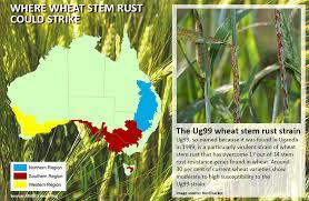Potential Economic Impacts Of The Wheat Stem Rust Strain Ug99 In Australia Department Of Agriculture