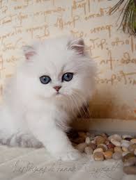 Lovely Lovely Cute Cats And Dogs Cute Cats Pretty Cats