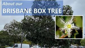 Image result for Lophostemon confertus