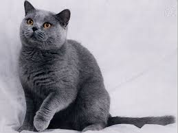 Petersburg, giving the breed its name. Russian Blue My Number 1 Choice For A Cat Russian Blue British Blue Cat Grey Cats