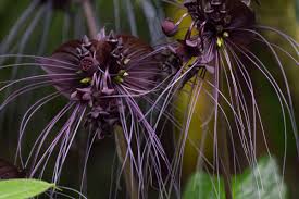 Black bat plant flowering famously #shorts. My Favorite Flower Black Bat Flower Tacca Chantrieri Flowers