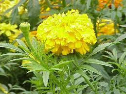 La flor de veinte pétalos o cempasúchil es una de las máximas representaciones del día de muertos en méxico.su nombre proviene del náhuatl cempoalli, veinte y xochil, flor; Cempasuchil Wiktionary