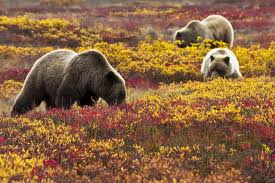 Alaska's denali national park is located 238 miles north of anchorage and 120 miles south of fairbanks and is larger than the state of massachusetts. 10 Incredible Denali National Park Experiences For Your Alaska Adventure