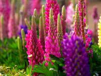 Download and use 40,000+ mountain stock photos for free. Beautiful Flowers Scenery Wallpapers Hd Download