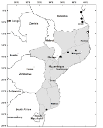 Image result for Memecylon rovumense