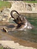 Oregon Zoo Google Search Zoo Coupons Portland Zoo Zoo