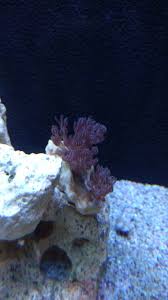 Poda Xenia Giant Reefclub