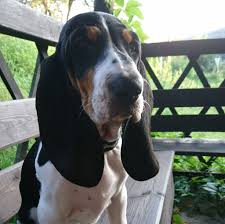 Image result for bernský honič