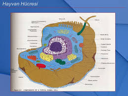 Sinir Sistemi Sinir Sistemininin Gelismesi Ve Evrimi Ppt Indir