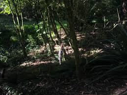 C'est un langage qui sert à décrire les actions qu'un ordinateur doit réaliser. Qu Est Ce Que Cet Insecte Neo Zelandais Et Dans Quoi Est Il Reponses Ici