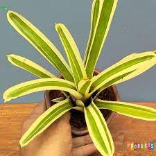 Sebenarnya banyak sekali jenis bunga yang memiliki beragam warna dan jenis yang bisa untuk mempercantik/memperindah. Katalog Gambar Dan Harga Tanaman Hias Bunga Bromelia Ibad Garden