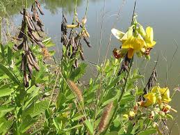 Image result for Crotalaria valida