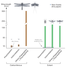 Image result for Pterygota