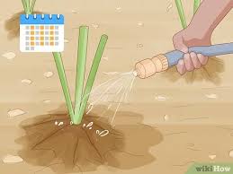 Browse our selection of premium quality daylilies, daylily bulbs, reblooming daylilies and double blooming daylilies that add color and all about our daylilies. How To Divide And Transplant Daylilies 13 Steps With Pictures