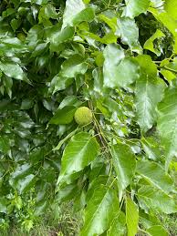 Image result for Ozoroa homblei