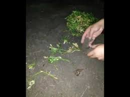 Banyak orang bingung membedakan antara daun selom dan daun seledri, hal ini dikarenakan keduanya memiliki tampilan fisik yang mirip. Cara Tanam Ulam Selom Youtube