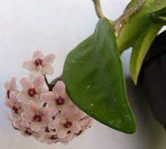 Check spelling or type a new query. Flor De Porcelana Flor De Cera Planta De Cera Cerilla Hoya Carnosa