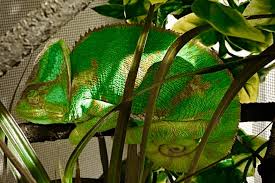 Maybe you would like to learn more about one of these? How Often Do Chameleons Eat