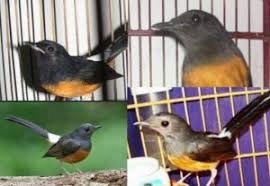 Download suara lovebird betina mp3 sedang birahi gacor ngekek panjang untuk memancing birahi jantan agar minta kawin atau untuk memangil jantan yang lepas dari kurungan. Ketahui Beberapa Ciri Serta Sifat Dari Burung Murai Batu Jambi Burungmaster Official