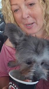 Rescued a puppers yesterday. After the groomer shaved his body (from being  SO managled) he got a special treat. , I think we now have two 7Brew  addicts in the house! 😆, His name is Teddy, but Im open ...