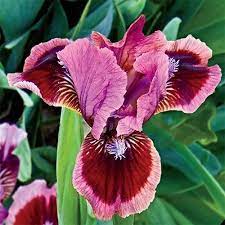 Cats Eye Dwarf Bearded Iris Breck S Bearded Iris Dwarf Beard Peruvian Lilies