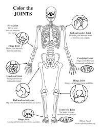 Joints Of The Body Coloring Nature Nursing School Survival Medical Student Study Human Body Activities