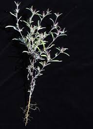 Image result for Dicoma tomentosa