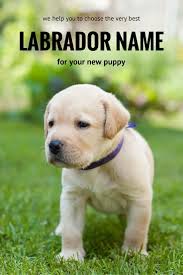 Black labradors are known to be a little chocolate labs, black labs, and golden labs are stunning for their shiny coat and overwhelmingly bold color. 20 Lab Names Ideas Labrador Puppies Labrador Puppy